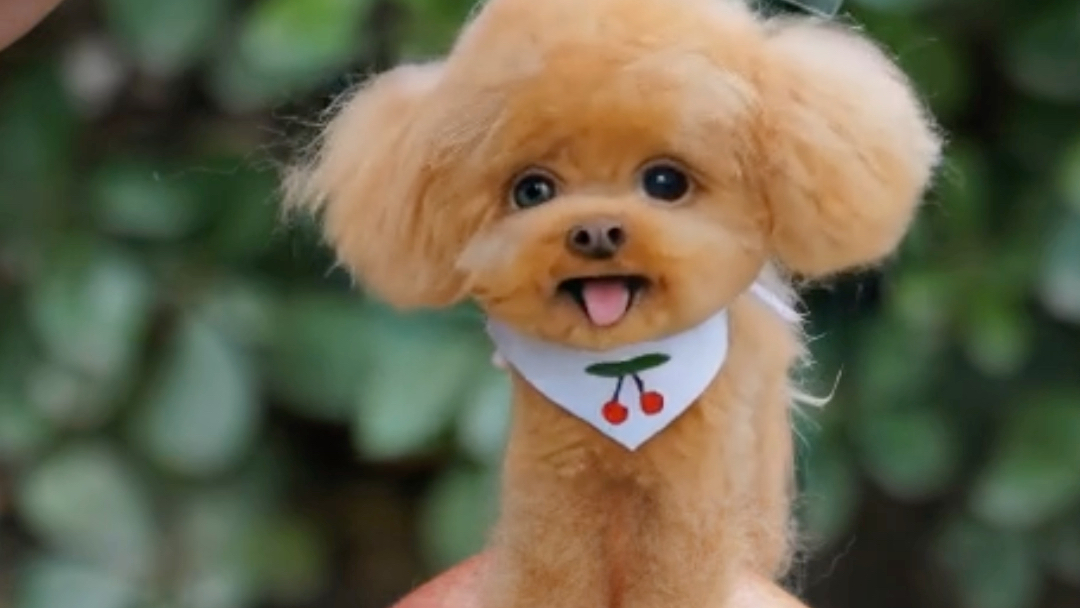 我的泰迪会蹦迪哈哈超级迷你的泰迪会蹦迪羊毛毡戳戳乐成品diy纯手工