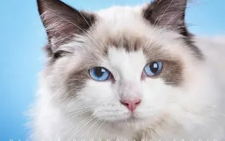 猫咪短视频合辑，萌萌的雅子太讨人喜欢了吧！