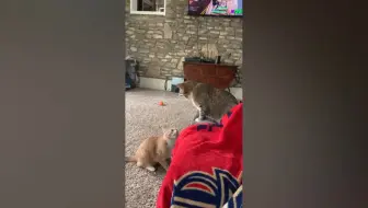 猫咪