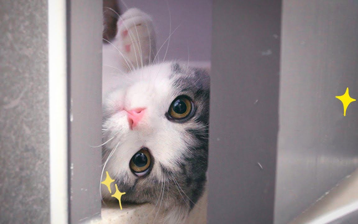 活动作品羞偷看铲屎官上厕所的好奇喵