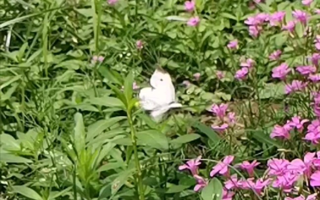 [图]虫儿飞鸟儿飞一起飞～