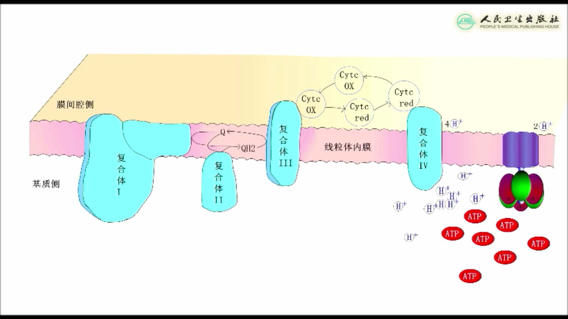 电子传递质子泵出ATP合成哔哩哔哩bilibili