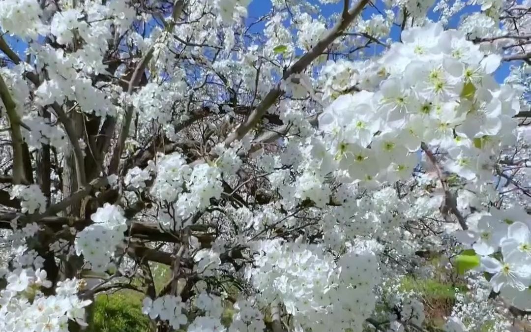 [图]加级寨14000亩梨花竞相开放，“满山飘雪”超级震撼