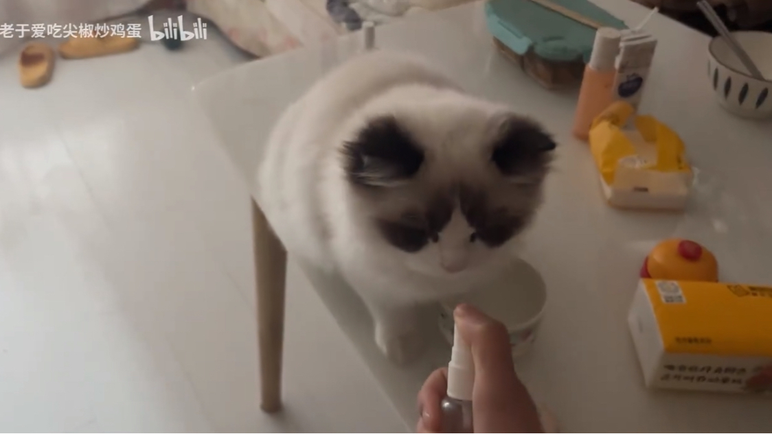 人拿水喷猫 猫好人坏哔哩哔哩bilibili