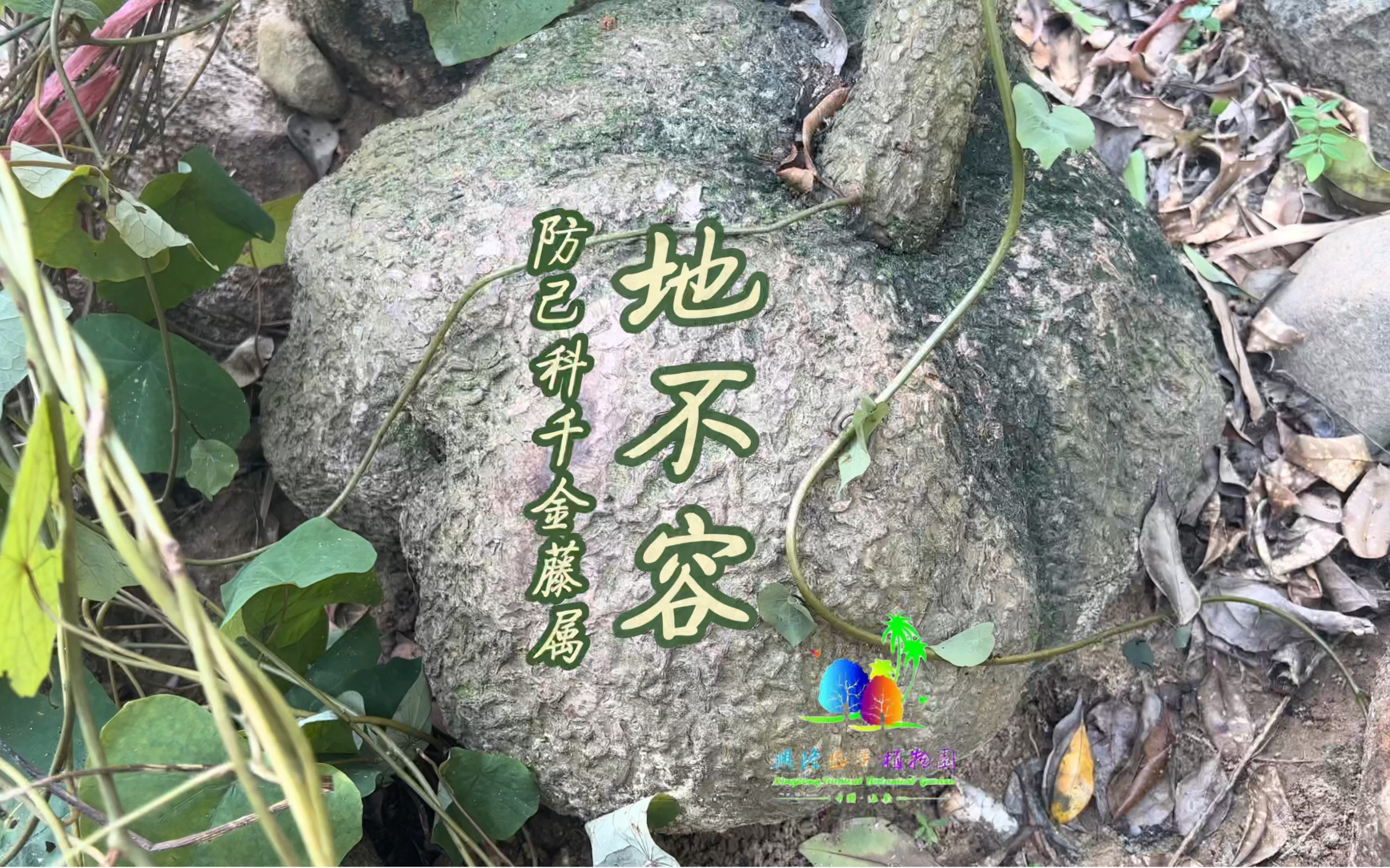 长得像石头的植物,“地不容”又被称为“金不换”哔哩哔哩bilibili