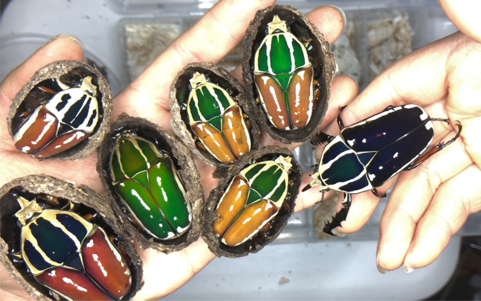 鸡肉味的彩虹糖你吃过么?乌干达花金龟_哔哩哔哩_bilibili