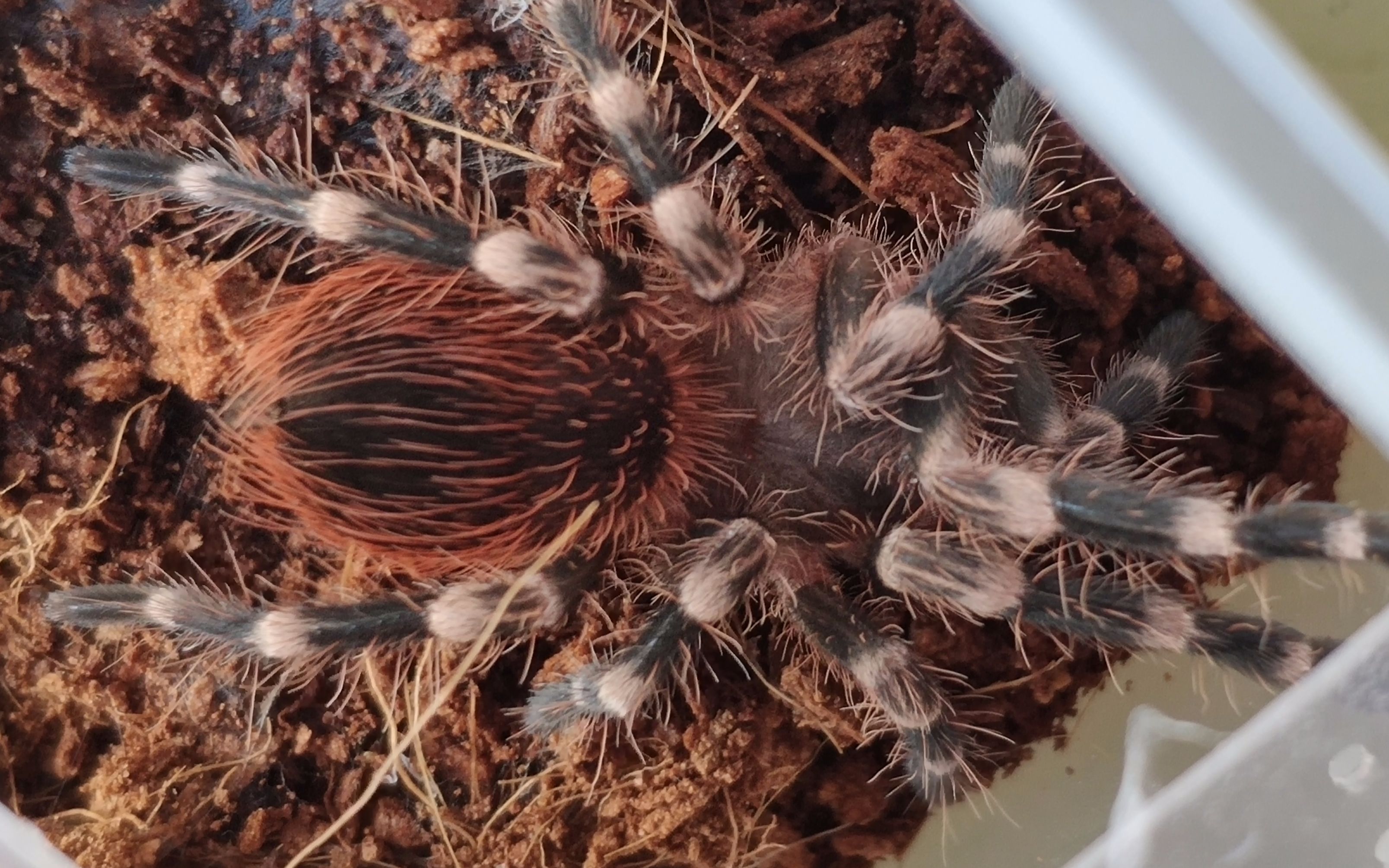 蜕皮后的巴西白膝头