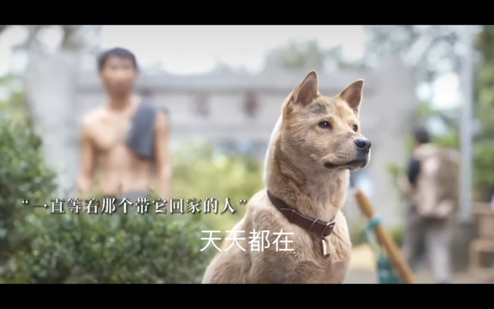 忠犬八公(催泪治愈.)哔哩哔哩bilibili