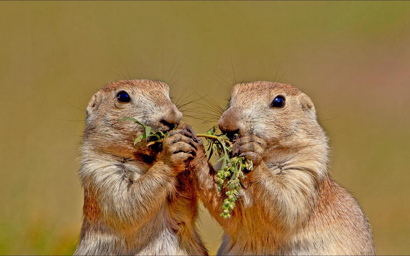 美国南达科他州,风穴国家公园中的黑尾草原犬鼠(08 james hager/age