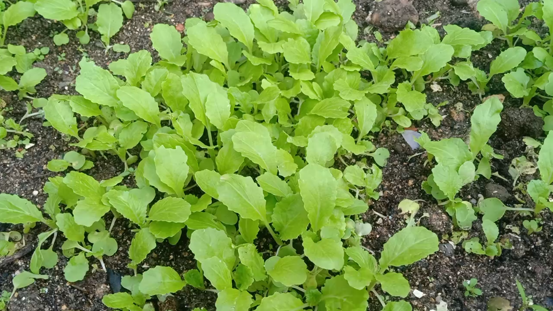 楼顶种菜:移栽今年最后一批快菜苗,没有太阳的地方都长不好!