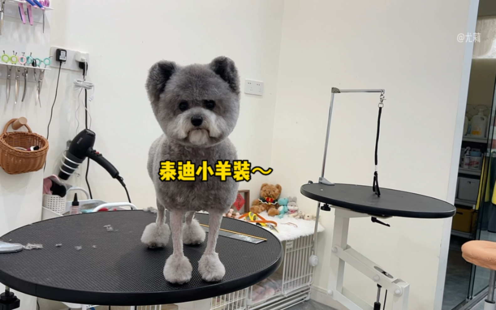 哈哈,快来看给灰泰迪做个创意造型,小羊肖恩～ 萌上加萌!