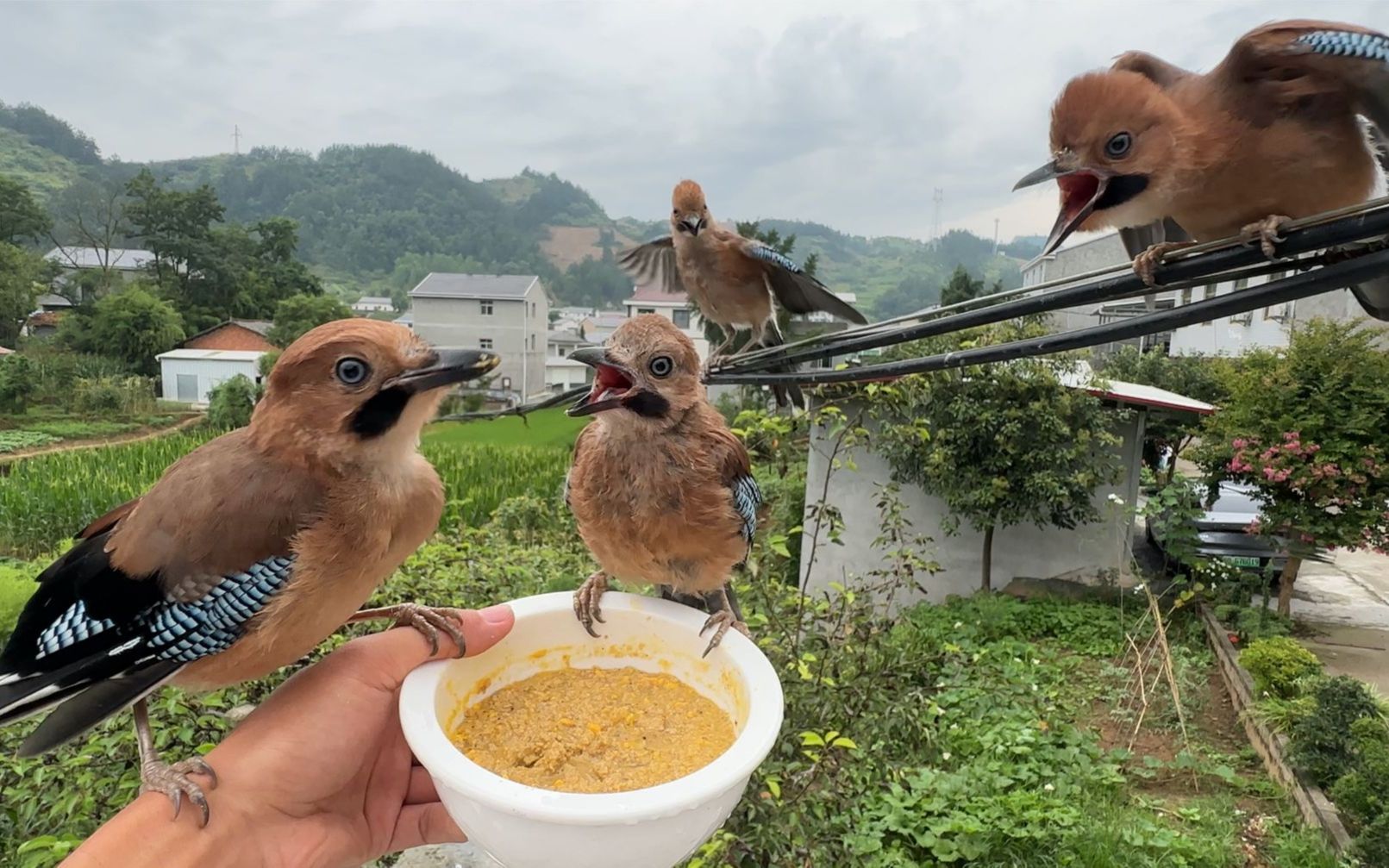 放生后的松鸦记下回家的路,飞到窗户外求我开门-蒙面鸟哥-蒙面鸟哥-哔哩哔哩视频