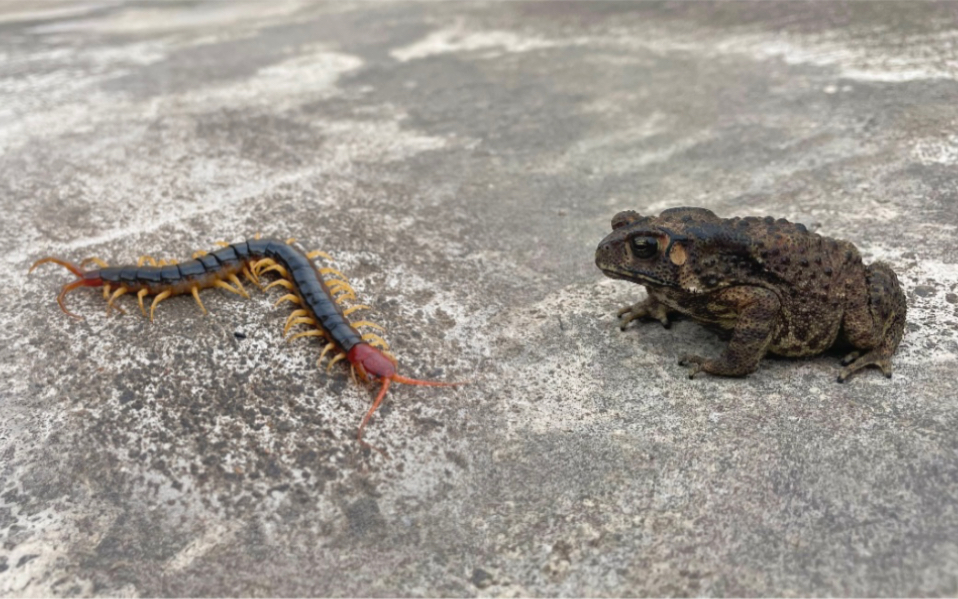 三条剧毒蜈蚣大战癞蛤蟆,没想到发生奇怪的一幕,镜头录下全过程