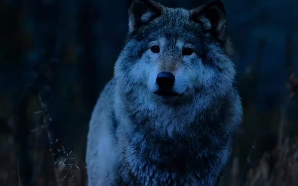 【搬运】一只哈士狼,憨憨的可爱