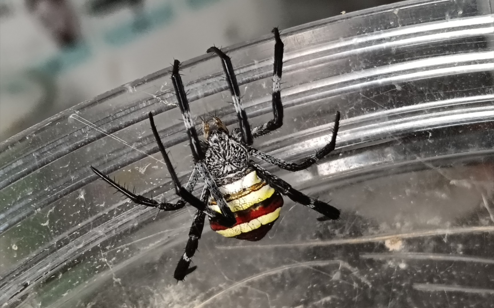 (可能是首发)疑似凯撒金蛛在三个月内的捕食片段