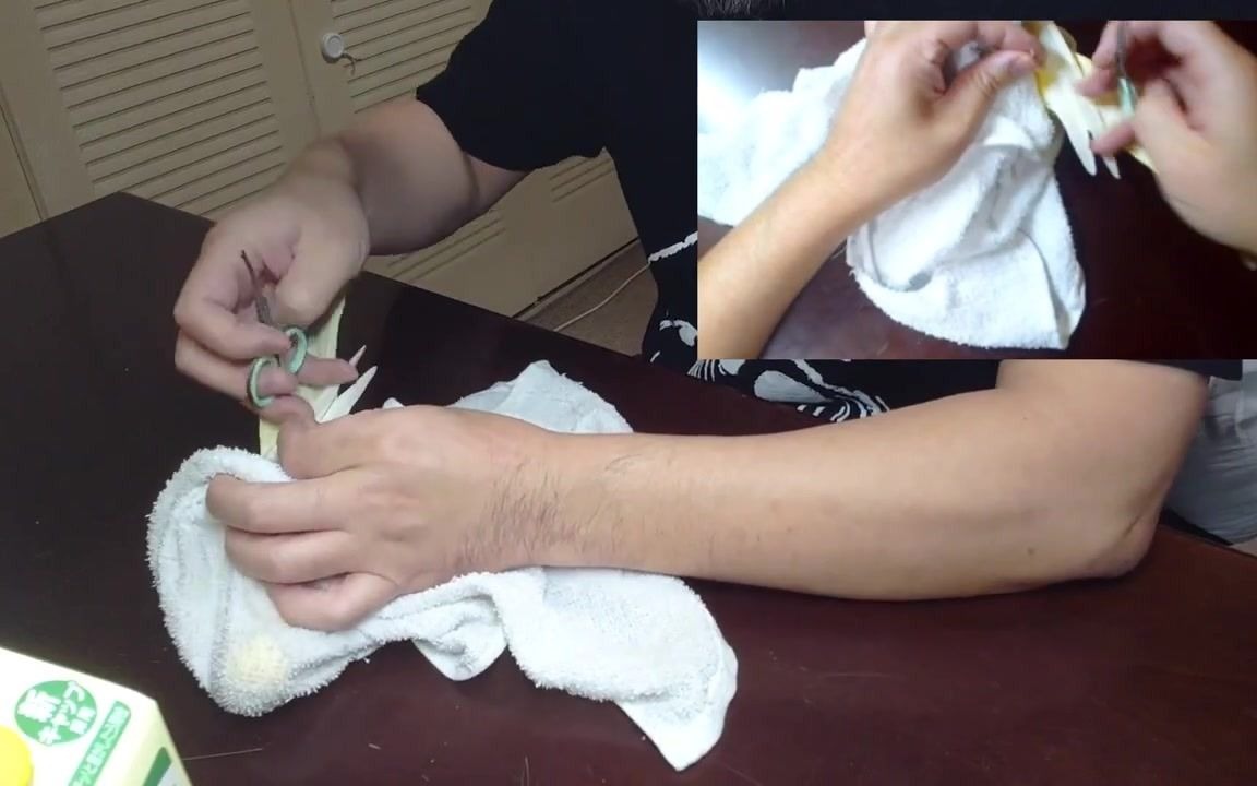 鹦鹉演示如何给玄鸡剪指甲