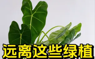 Tải video: 远离这些绿植，生活会变的很美好！