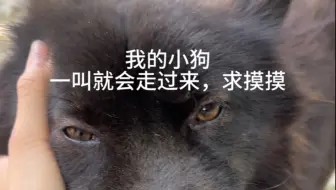 小狗一叫就会过来，在线求摸摸