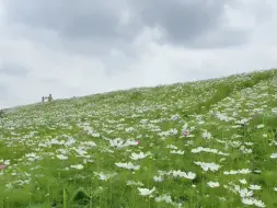 在杭州市区，居然遇到阿勒泰的花海，满山坡的格桑花，画面太治愈了