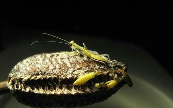 看大刀螳螂孵化过程