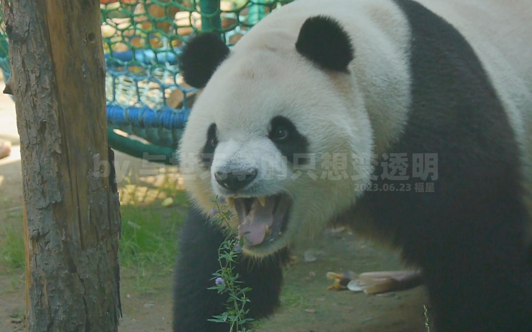 【大熊猫】胖宝宝福星胖大海采花不得继续抱着大笋笋吃起来,大眼珠子来回转着这事再想什么呢哔哩哔哩bilibili