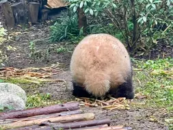 下载视频: 阿花还是可爱得太全面了！