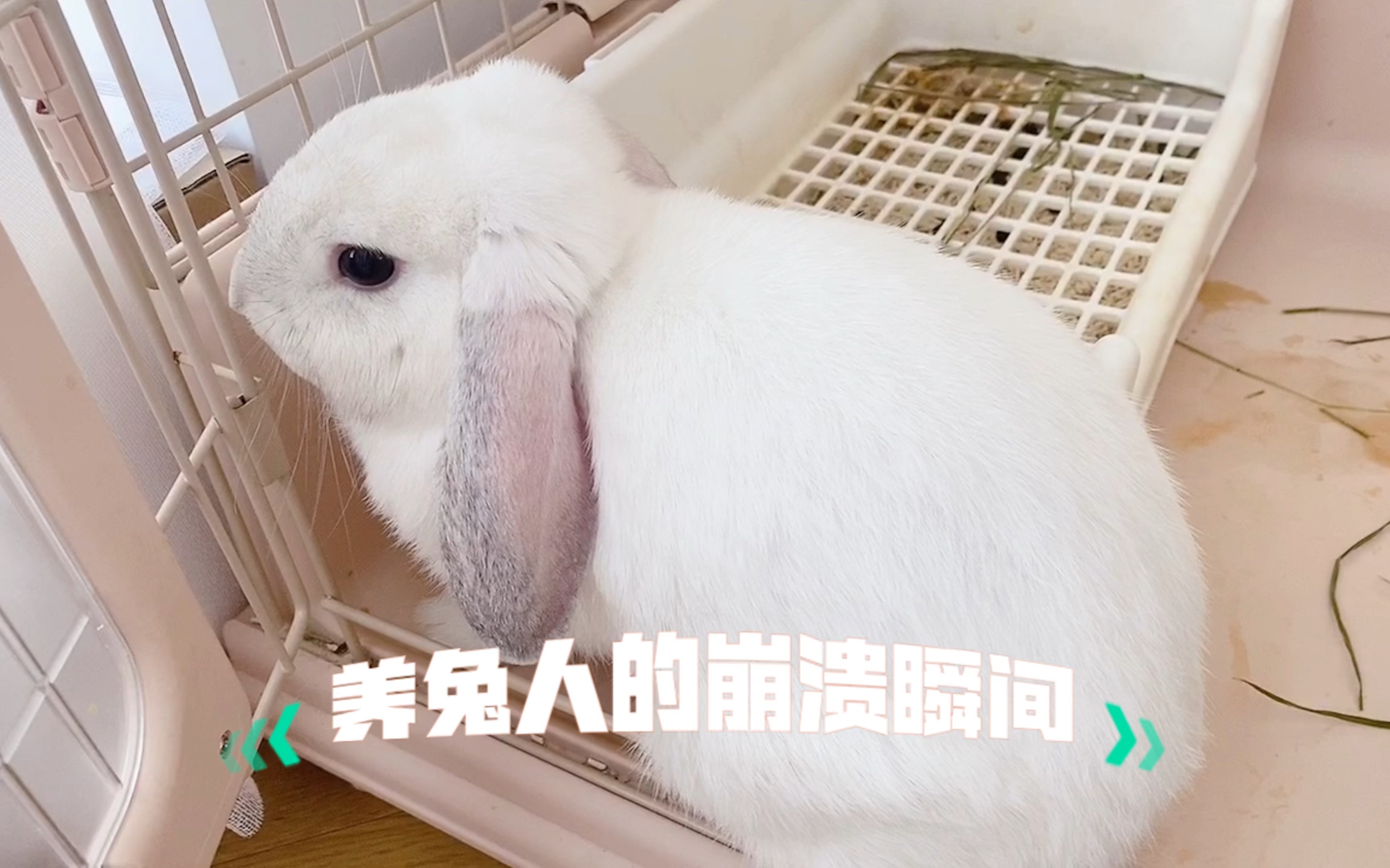 养兔子的一定要进来看,我希望所有的兔友都知道,在此需要各位的一份力量