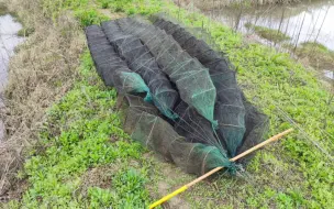 Descargar video: 栖息地违法捕虾网（地笼），已全部销毁。——野生扬子鳄张龙守护者 护鳄世家