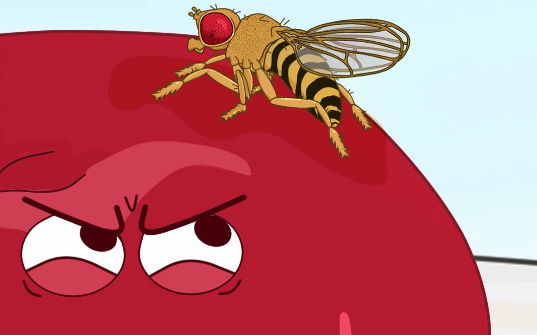 苹果里有果蝇还能吃吗?