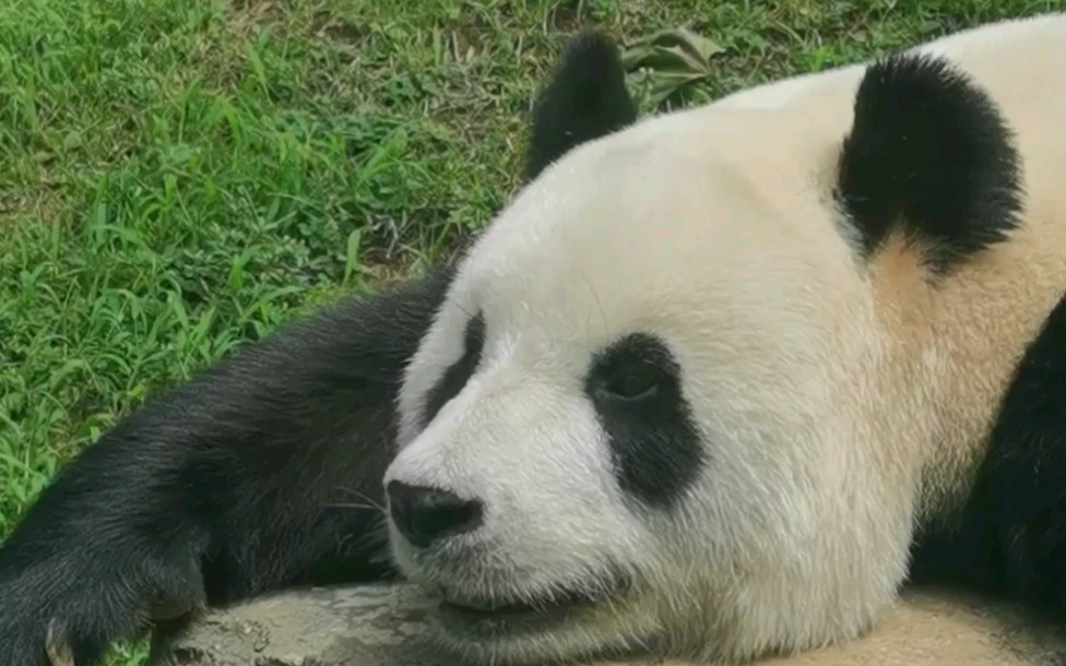 大熊猫〕飞云的盛世美颜_哔哩哔哩 (゜-゜)つロ 干杯~-bilibili