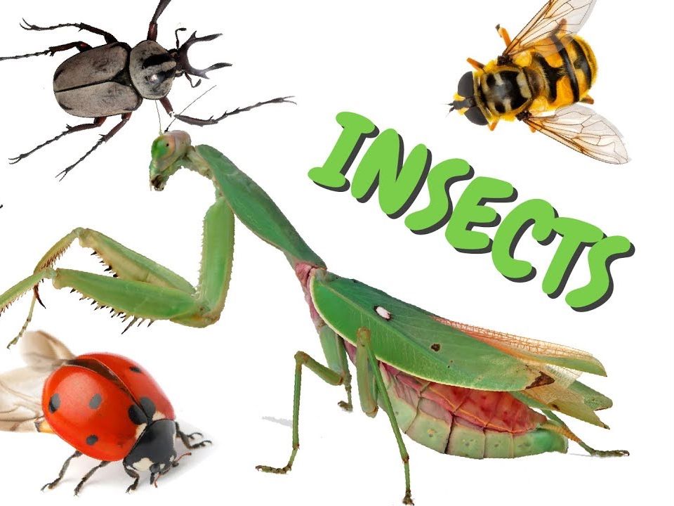 [图]Types of Insects (Educational Videos for Children)