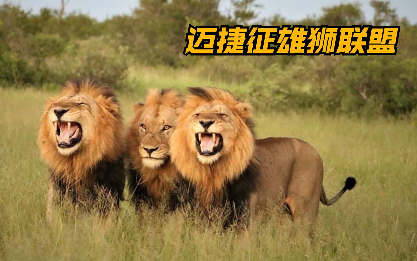 迈捷征雄狮联盟它们被称为南境之王现存雄狮中最强的联盟之一