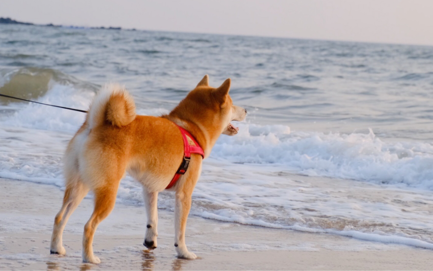柴犬第一次去海边玩,踏浪狂奔秒变快乐傻狗