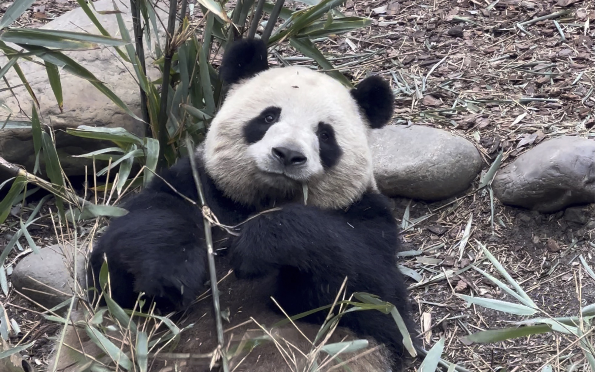 【大熊猫梅兰】肉肉说,吃饭时要左边嚼一下,右边嚼一下,这样脸脸才会