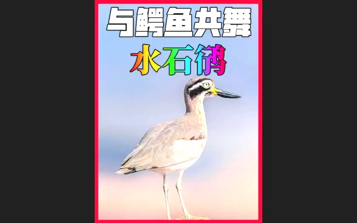 [图]敢和鳄鱼单挑的鸟，这胆子是真的肥。 #奇妙的动物 #万物皆有灵性 #野生动物 #野生动物零距离