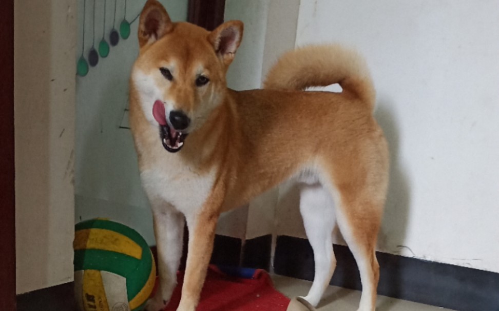 柴柴豹豹挖宝藏