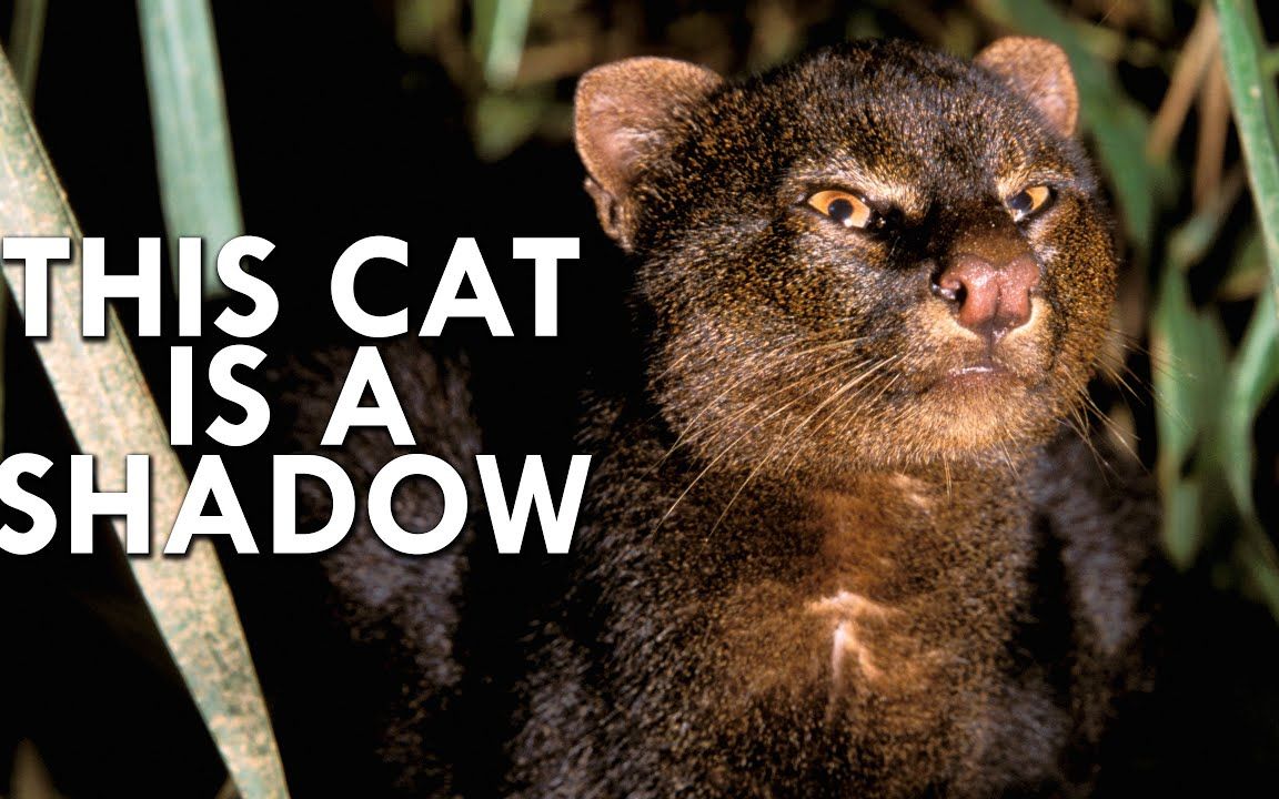 影子猫——世界上最稀有的猫科动物之一