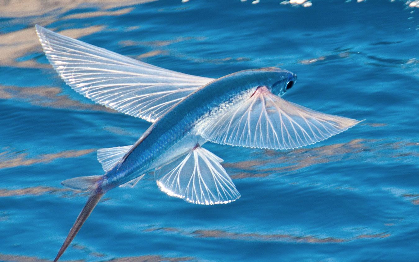 有鱼在天上飞!_哔哩哔哩 (゜-゜)つロ 干杯~-bilibili