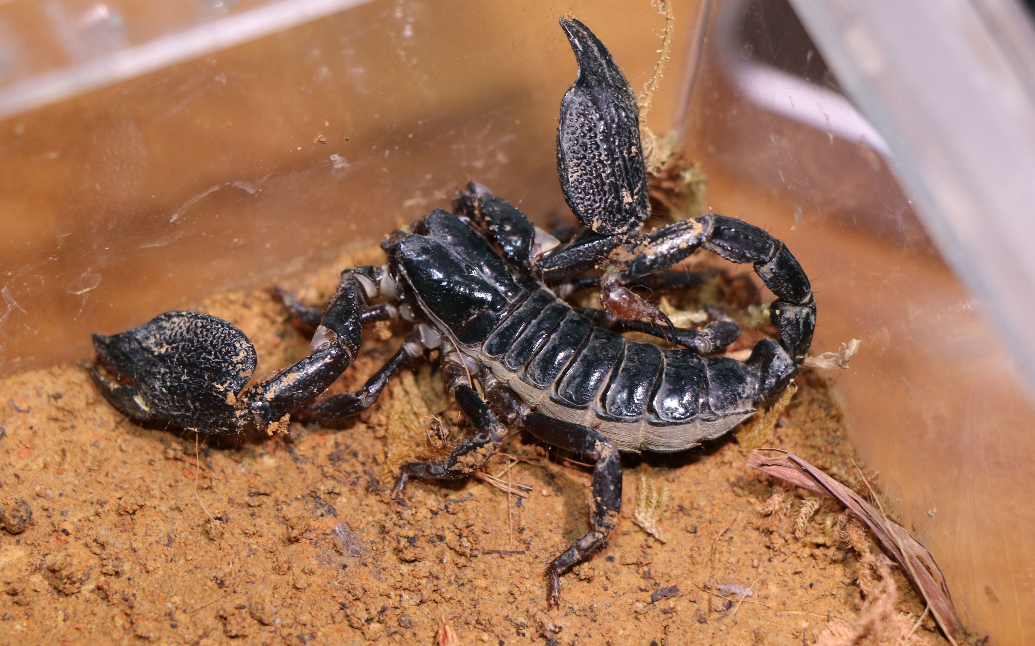 【蝎子】耶鲁斯里兰卡异距蝎srilankametrus yaleensis进食后的自我