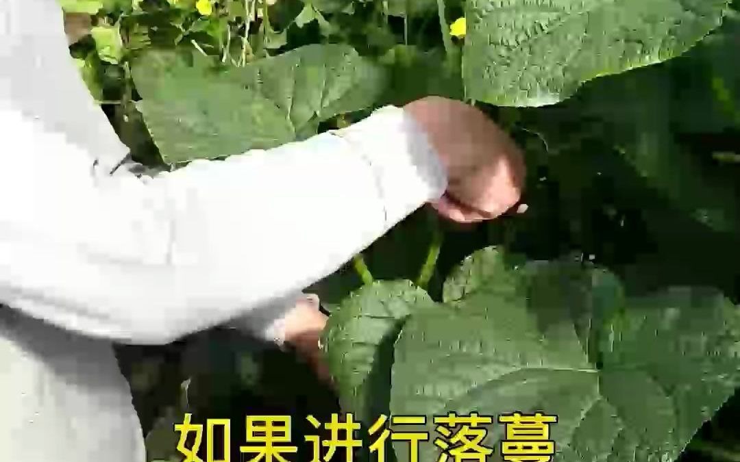 潭州教育:大棚黄瓜植株调整哔哩哔哩bilibili