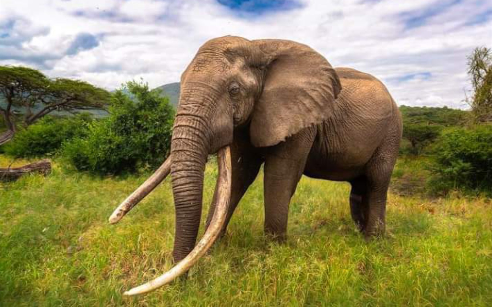 来肯尼亚近距离欣赏雄伟的长牙象吧