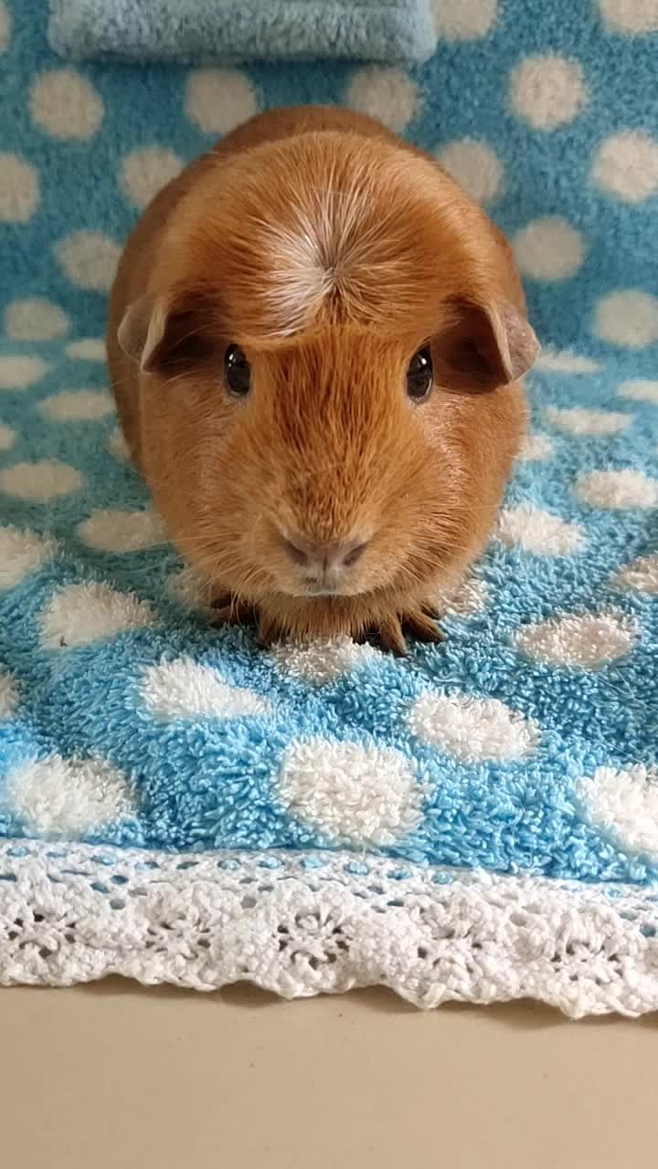 大脑袋短脸型冠毛棕红荷兰猪大垂耳朵mm,荷兰猪豚鼠3个月多