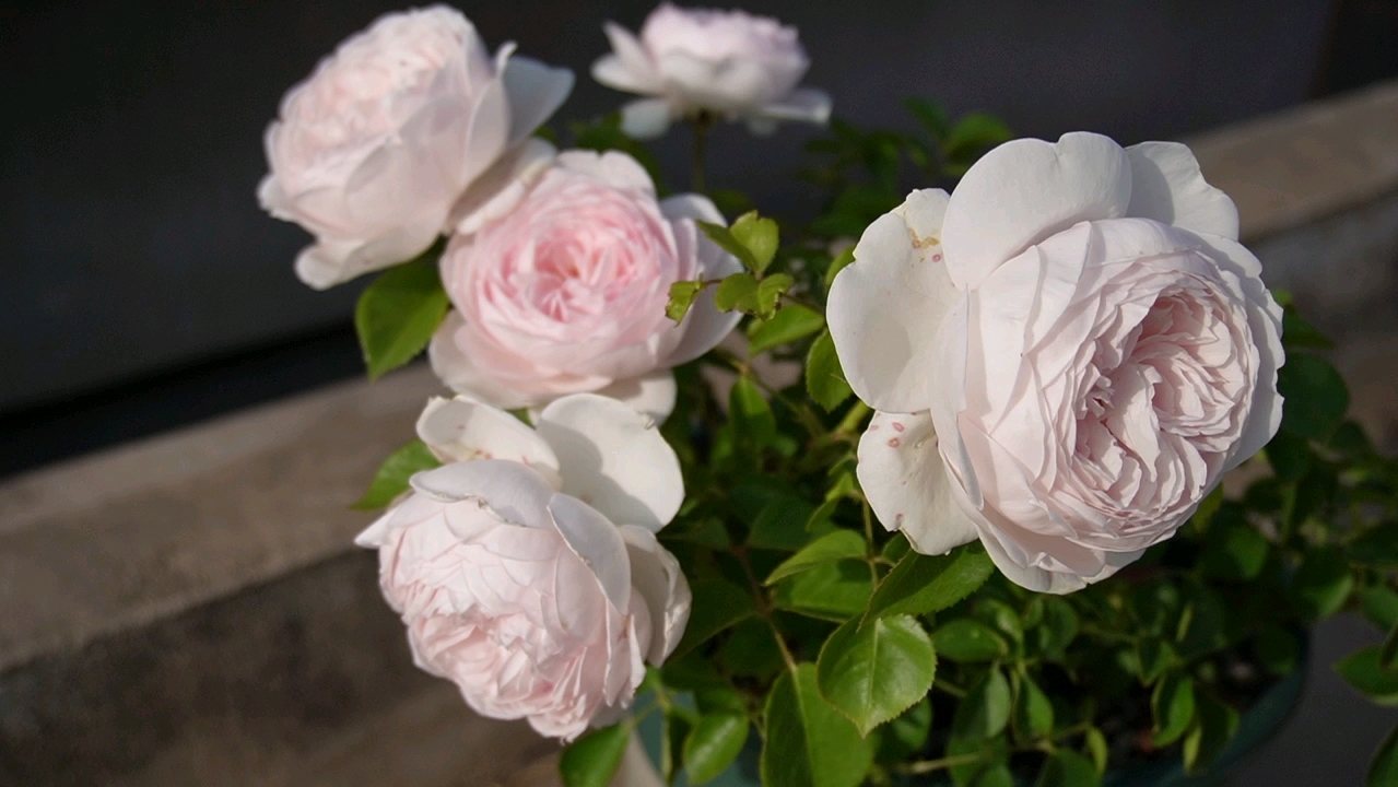 克里斯蒂娜公爵夫人(尘世天使)月季