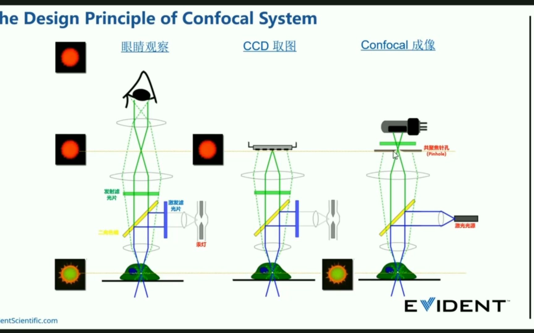 [图]激光扫描共聚焦显微镜成像原理及操作注意事项-刘霁