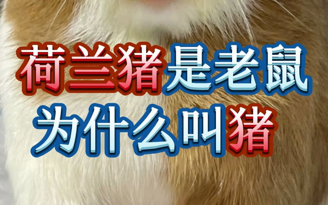 荷兰猪是老鼠为什么叫猪哔哩哔哩bilibili