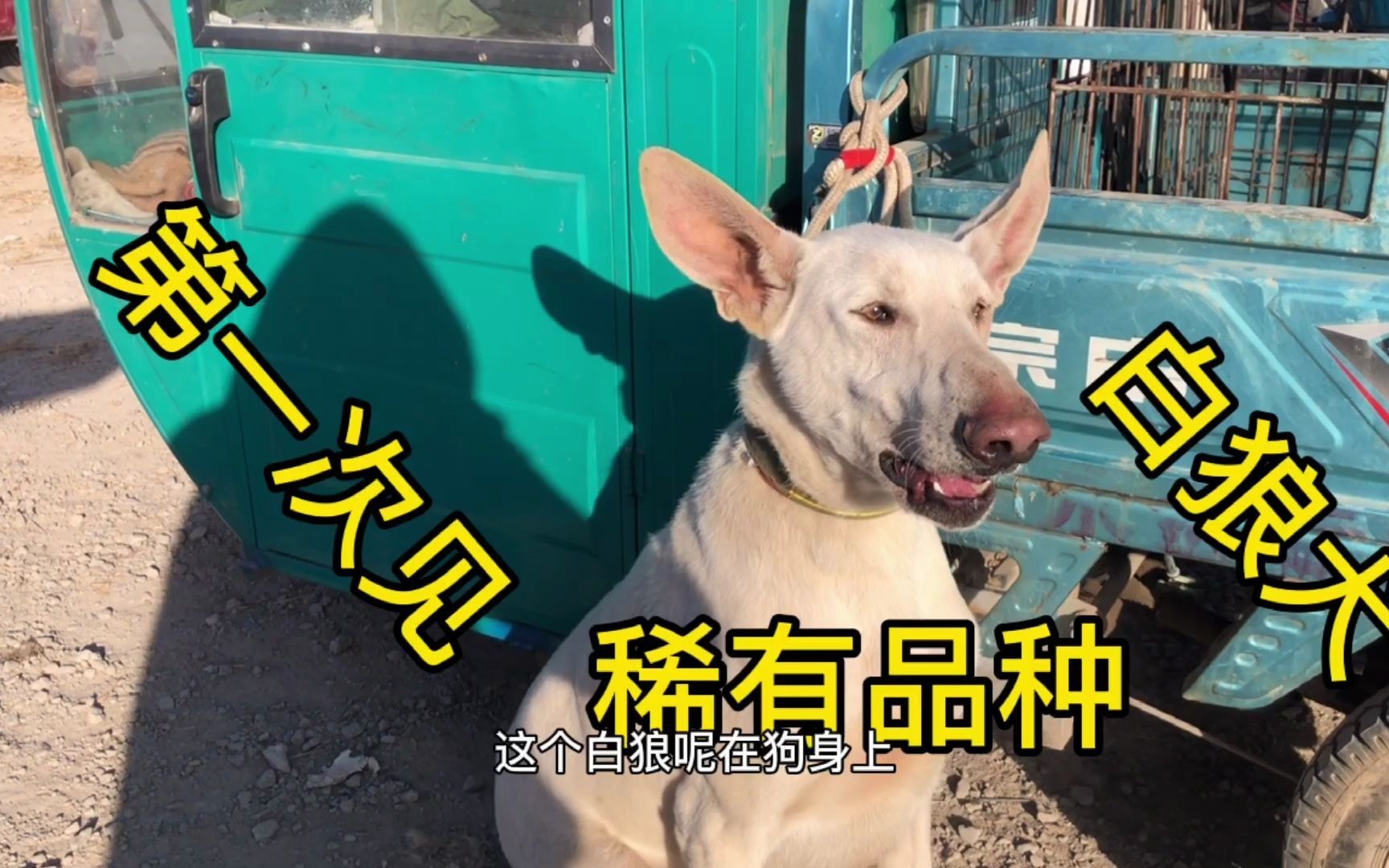 白狼犬 短毛图片