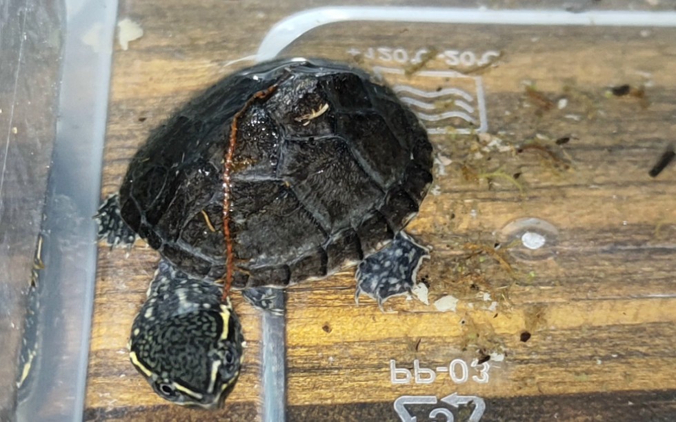 麝香龟苗开箱记录贴