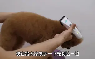 Télécharger la video: 【宠物店】宠物美容师教你如何在家用小电推带卡尺剃毛，简单易学！