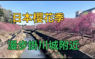 Download Video: 日本老公推荐的，樱花季，来静冈溜溜。春游记