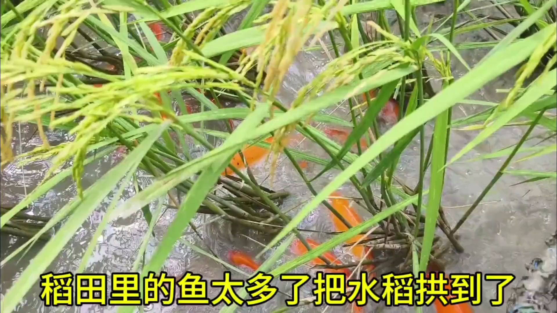 稻田里的鱼太多了,把水稻拱到了